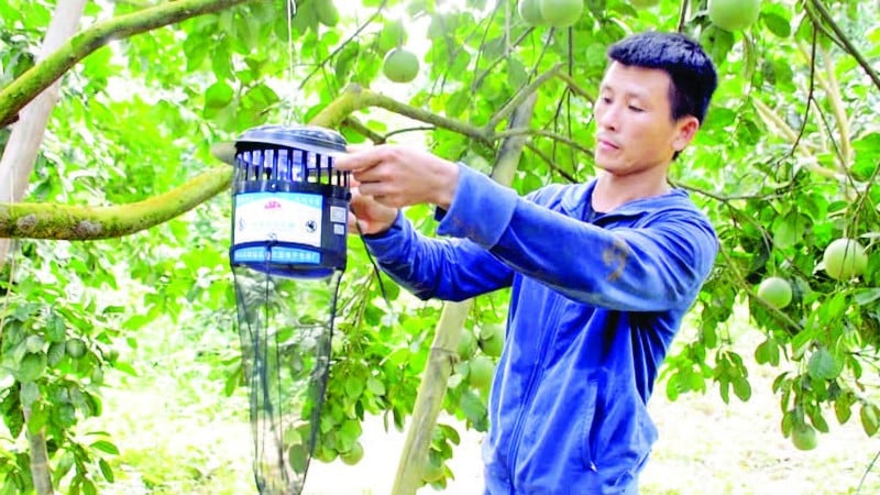 Người dân trồng bưởi Soi Hà, xã Xuân Vân, tỉnh Tuyên Quang sử dụng bẫy để diệt trừ sâu bệnh.