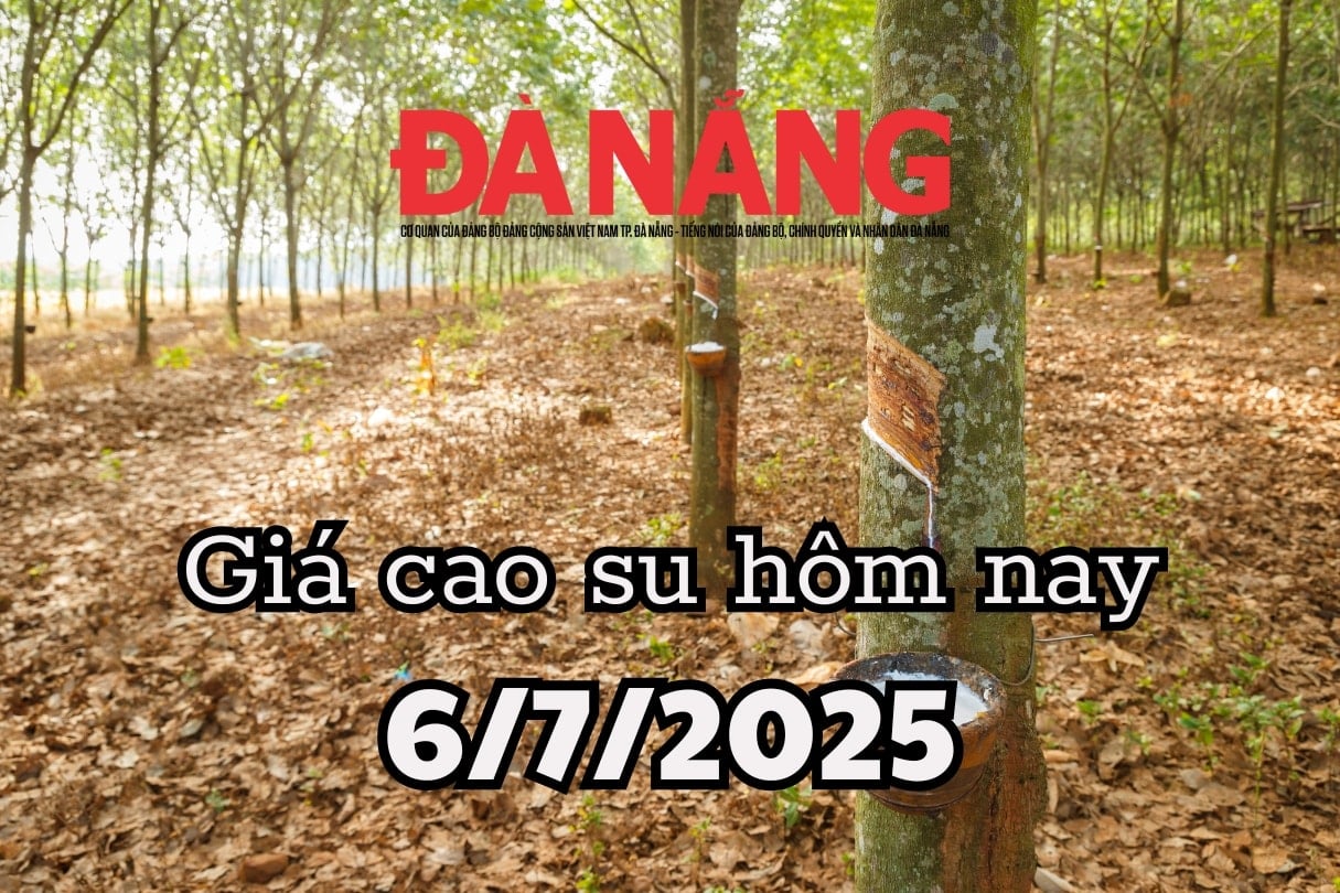 Giá cao su hôm nay 6 7 2025 Thị trường ngủ yên trước cơn bão giá