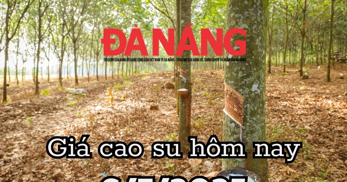 តម្លៃកៅស៊ូថ្ងៃនេះ 7/6/2025៖ ទីផ្សារដេកលក់មុនព្យុះតម្លៃ