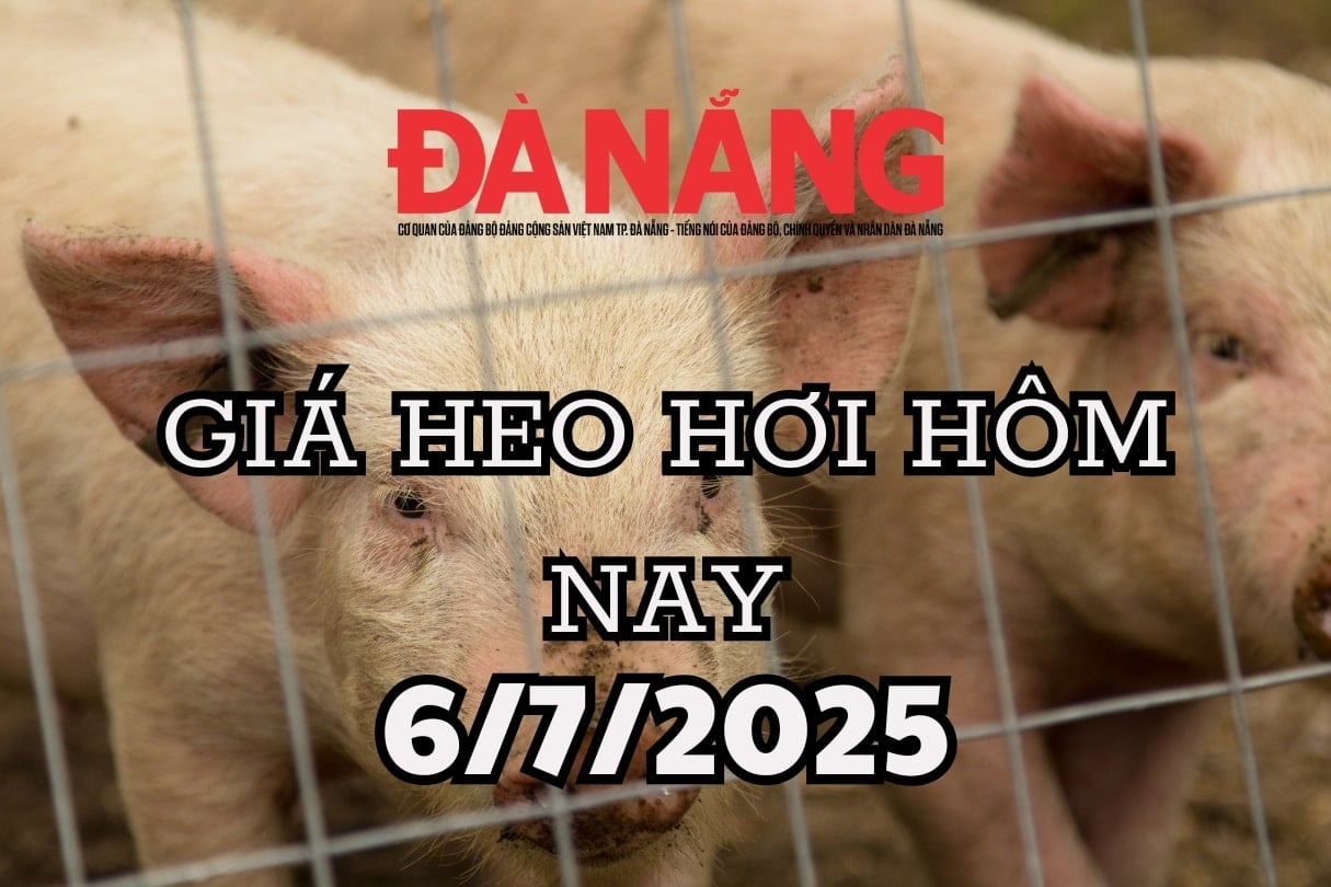 Giá heo hơi hôm nay 6 7 2025 Bắc-Nam chênh 2.000, miền Trung thấp nhất
