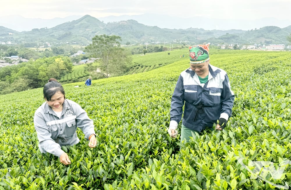 រូបថតរបស់ Phu Lac Phu Lac