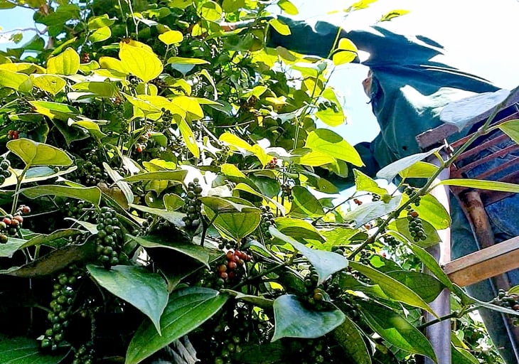 Giá hồ tiêu Việt Nam 'phân hóa' với quốc tế - Ảnh 1.