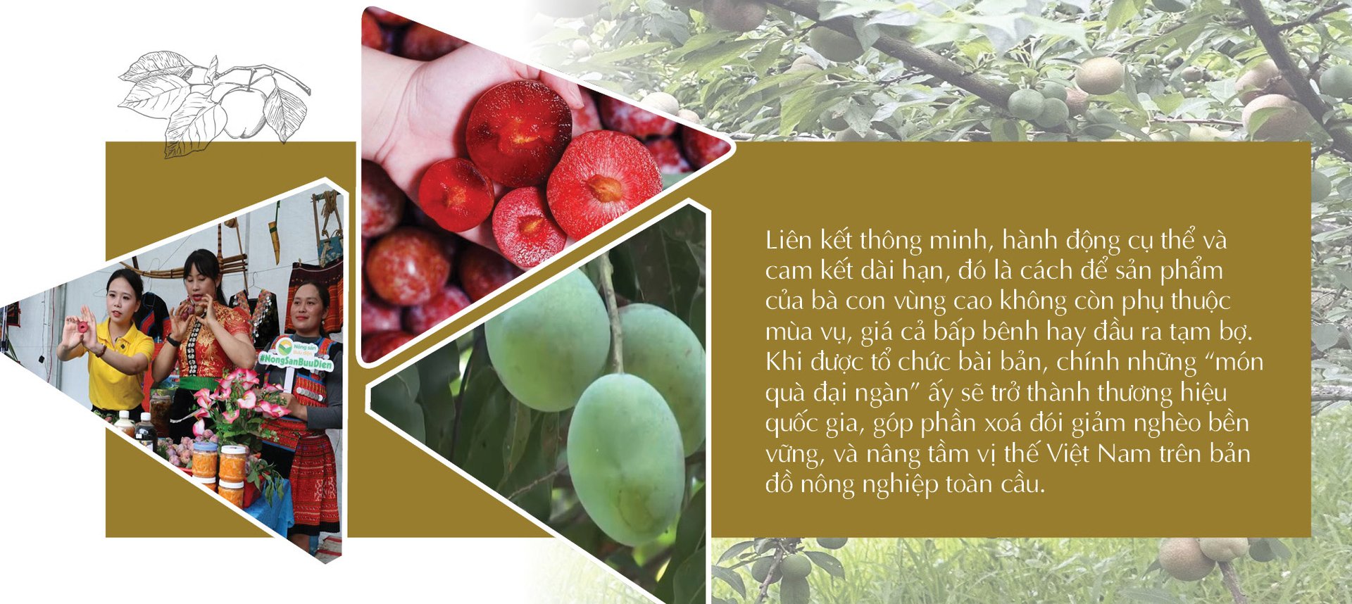 Longform | Tây Bắc đồng lòng, nông sản bản địa vươn mình lớn dậy - 9