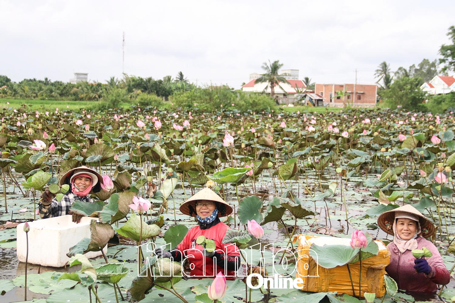 Phụ nữ thôn Lạc Bình thu hoạch sen.
