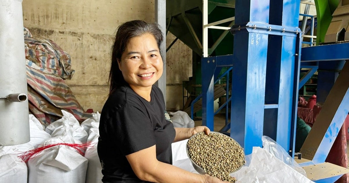 ដូច Farm ប្រាប់រឿងនាំចេញកាហ្វេ