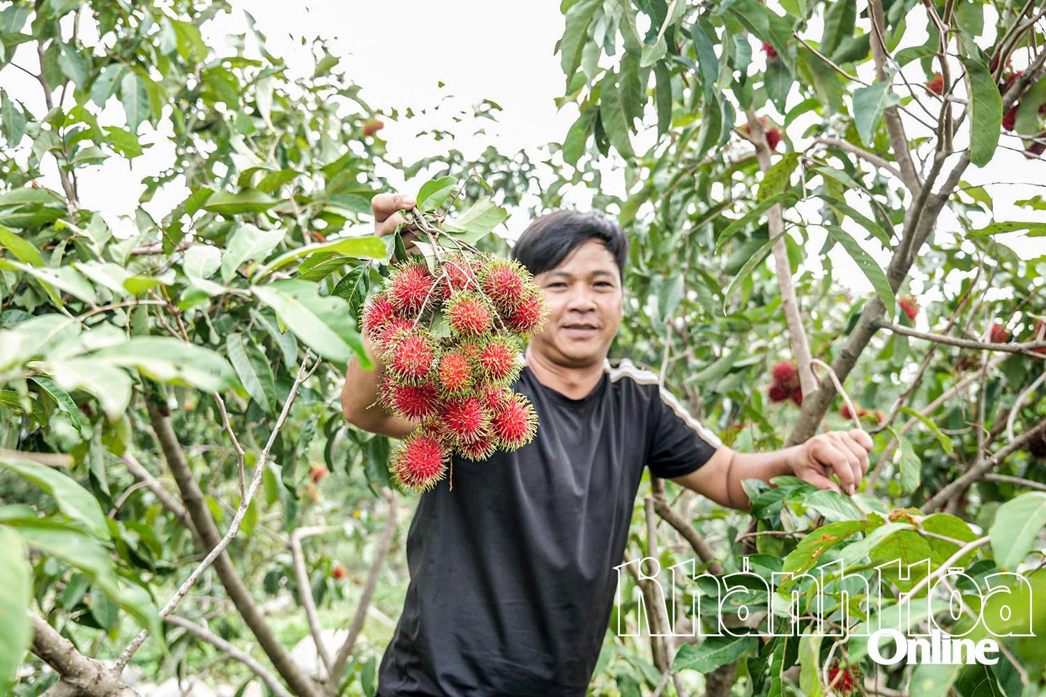 Tự tay hái trái cây và thưởng thức là trải nghiệm thú vị với du khách.
