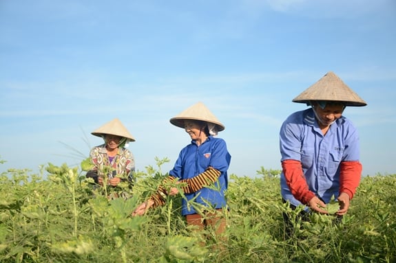 Nâng cao năng lực tiếp cận dịch vụ tài chính cho phụ nữ, các nhóm yếu thế và khu vực nông thôn, miền núi- Ảnh 1.