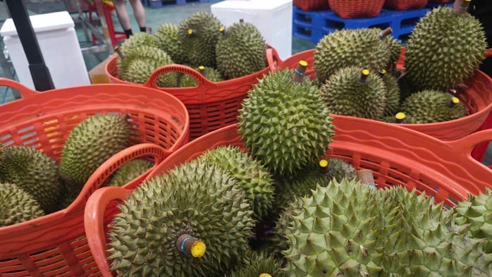 Chuyên gia Trung Quốc sắp sang Việt Nam kiểm tra chuỗi sầu riêng
- Ảnh 1.
