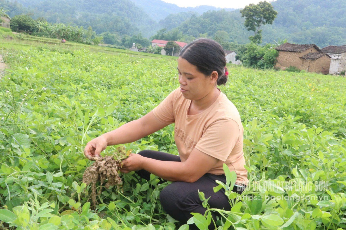 Người dân xã Hoàng Văn Thụ kiểm tra chất lượng lạc trước khi thu hoạch 
