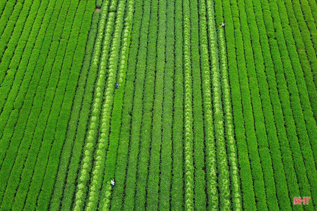 bqbht_br_1dji-0345.jpg