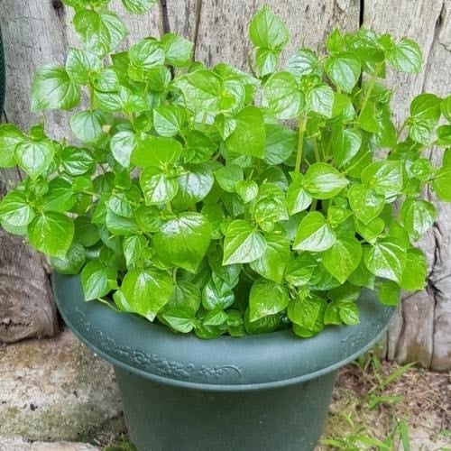 Tác dụng thần kỳ của cây rau càng cua và cách trồng tại nhà