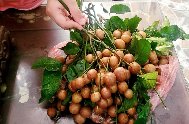 Quả quê dân dã chỉ ngày hè mới có vào chính vụ, giá từ 30.000 đồng/kg không chỉ là thức quà vặt mà giúp trị ho rất tốt - Ảnh 4.