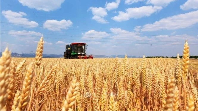 Agricultural Markets: Global Grain Production Expected to Hit Record ...