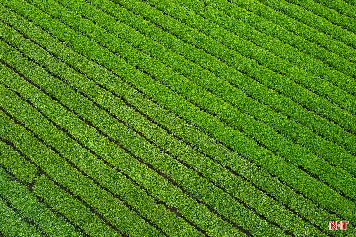 bqbht_br_3dji-0336.jpg