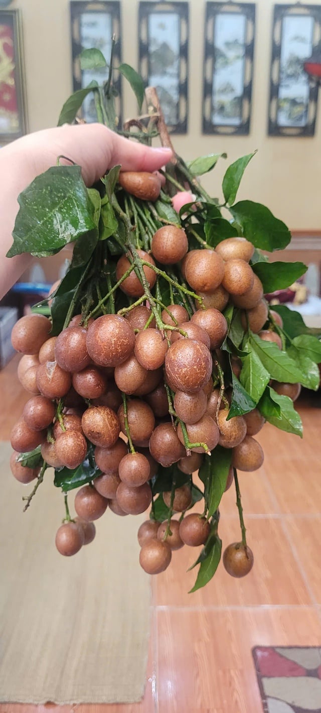 Quả quê dân dã chỉ ngày hè mới có vào chính vụ, giá từ 30.000 đồng/kg không chỉ là thức quà vặt mà giúp trị ho rất tốt - Ảnh 3.