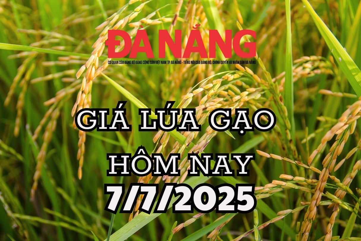 Giá lúa gạo hôm nay 7 7 2025 Giá lúa gạo nội địa và xuất khẩu ngủ yên đầu tuần