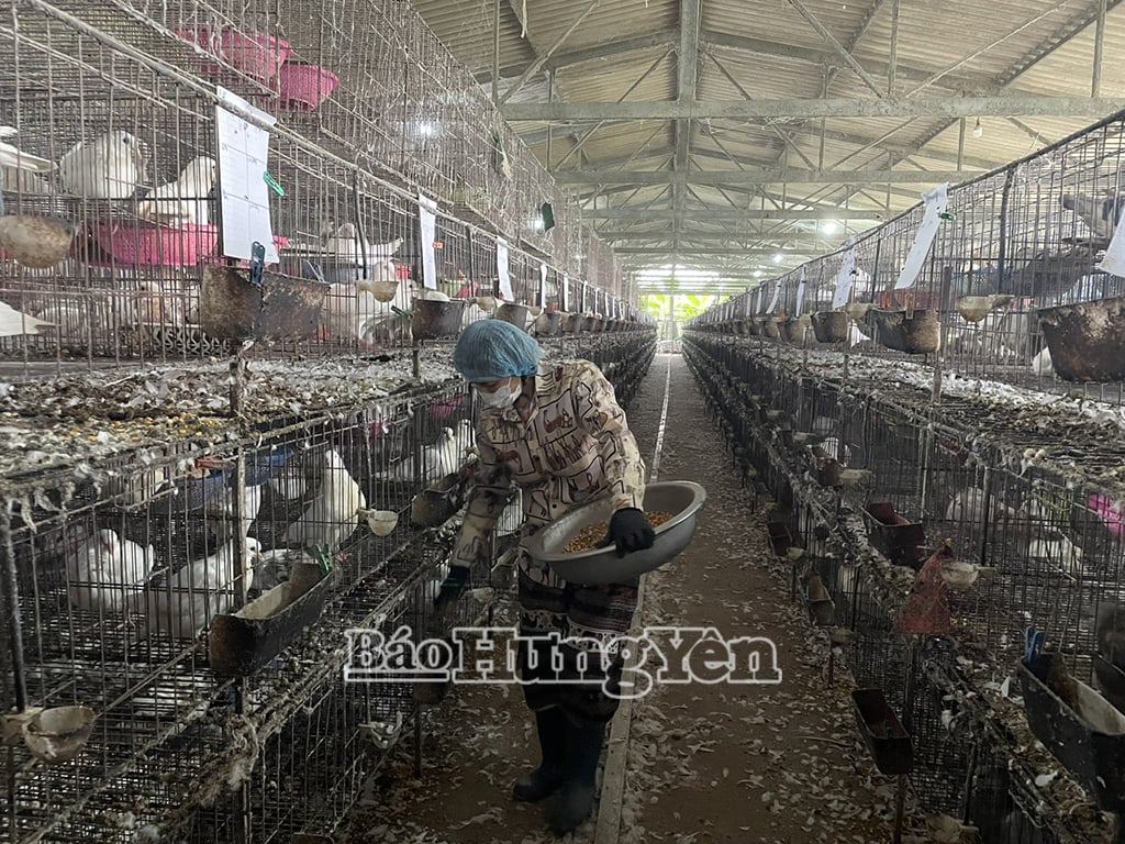 Thành viên HTX chăn nuôi và cung cấp chim bồ câu pháp Quang Tùng chăm sóc đàn vật nuôi