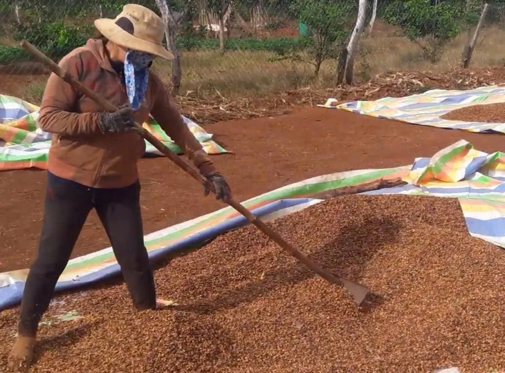 Giá cà phê biến động trái chiều, nông dân lăn tăn giữa bán và giữ hàng - Ảnh 1.