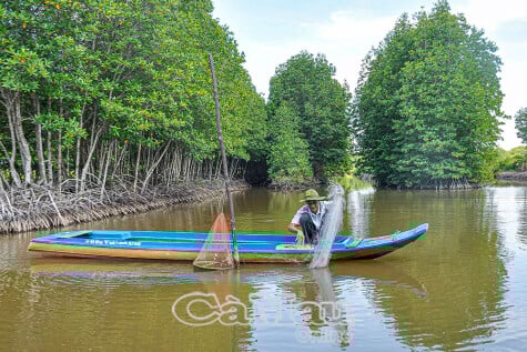 Cà Mau “xanh hoá” để thích ứng
