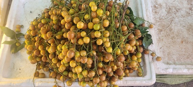 Quả quê dân dã chỉ ngày hè mới có vào chính vụ, giá từ 30.000 đồng/kg không chỉ là thức quà vặt mà giúp trị ho rất tốt - Ảnh 2.