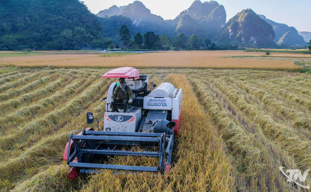 Thai Nguyen: Striving to achieve food output of over 625 thousand tons