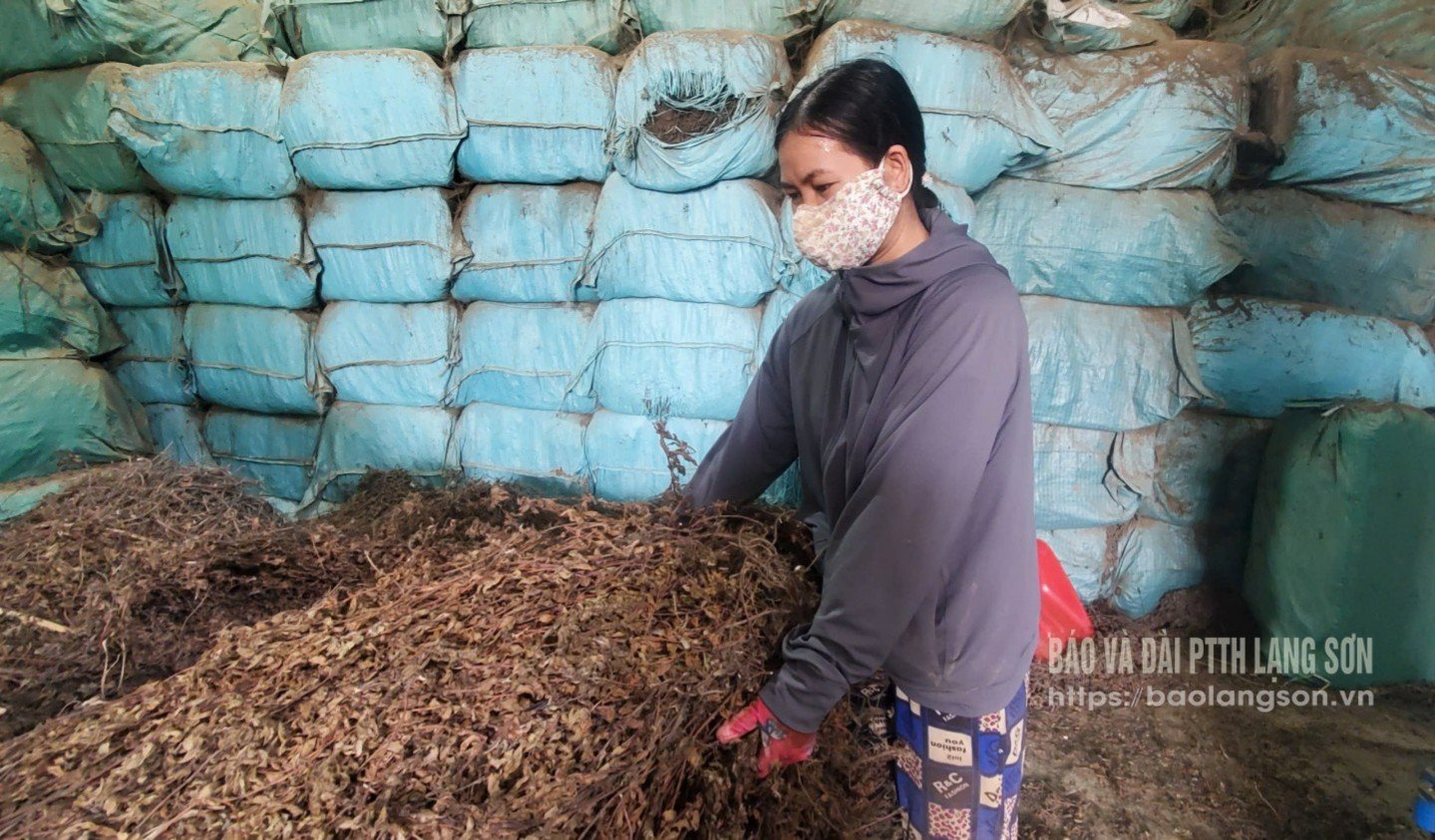 Workers of Dai Dong Agriculture and Forestry Cooperative pack dried black jelly products to prepare for export to China.