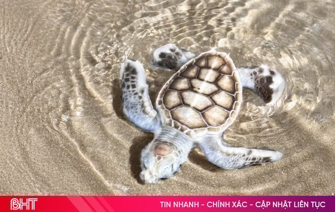 Rùa biển bạch tạng chào đời ở Côn Đảo