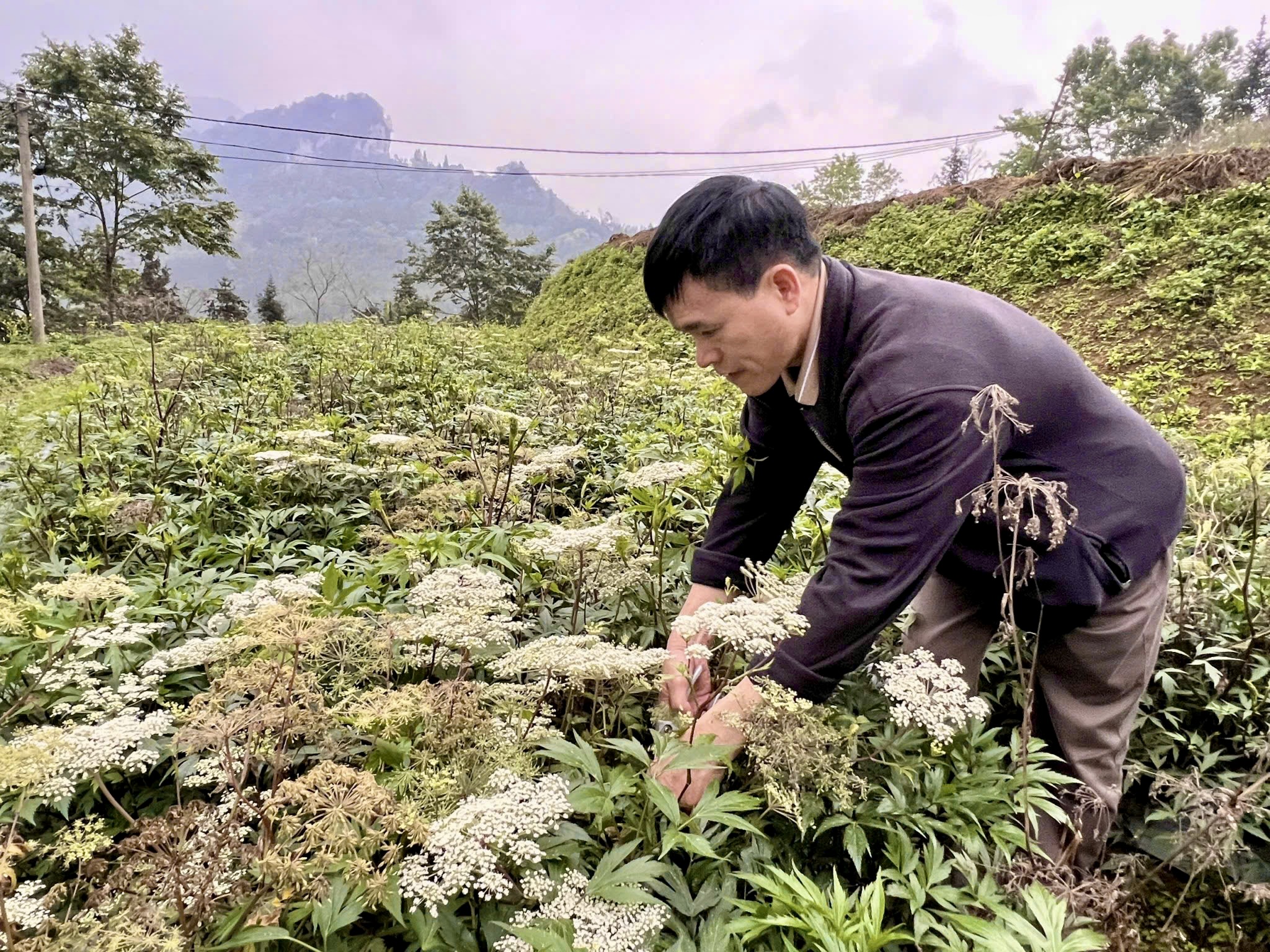 cay-sam-duong-quy-duoc-trong-tai-vung-duoc-lieu-kolia.jpeg