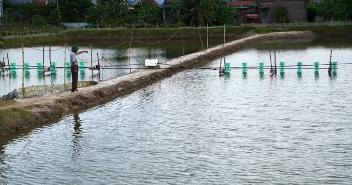 Many shrimp farming areas are affected by disease.