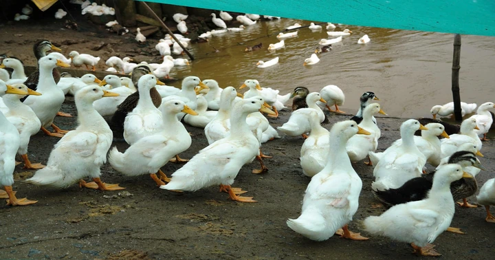 Proactively prevent and control diseases in livestock