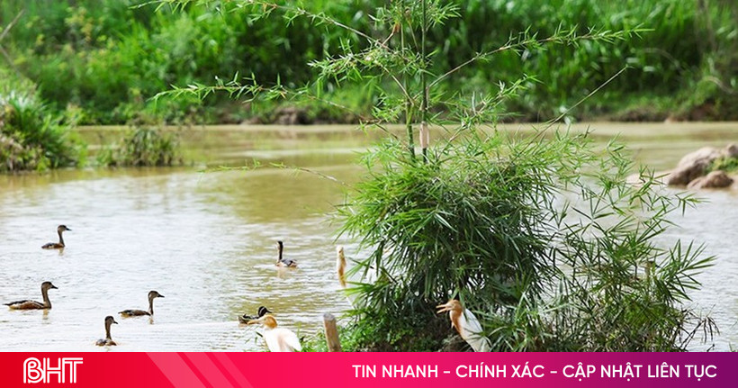 Độc đáo vườn chim giữa lòng đô thị trung tâm Hà Tĩnh
