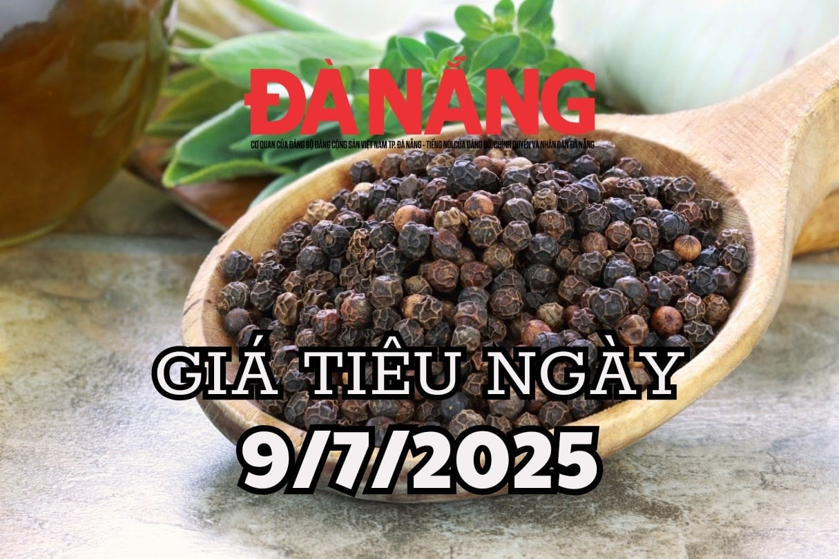 Dự báo giá tiêu ngày mai 9 7 2025 phục hồi lại bởi mùa mưa đến muộn
