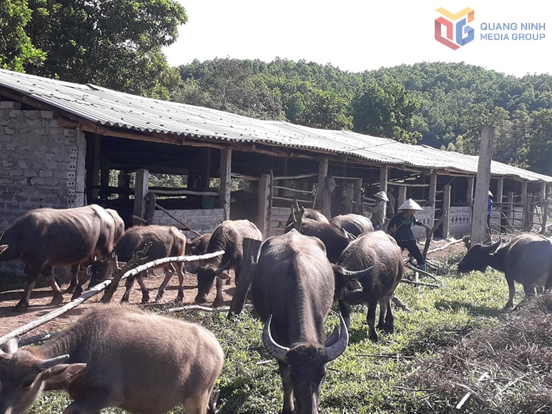 Ha Dong Bac Ha Dong Bac Hai Lang