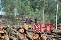 "Xẻ thịt" rừng phòng hộ ven biển Hà Tĩnh