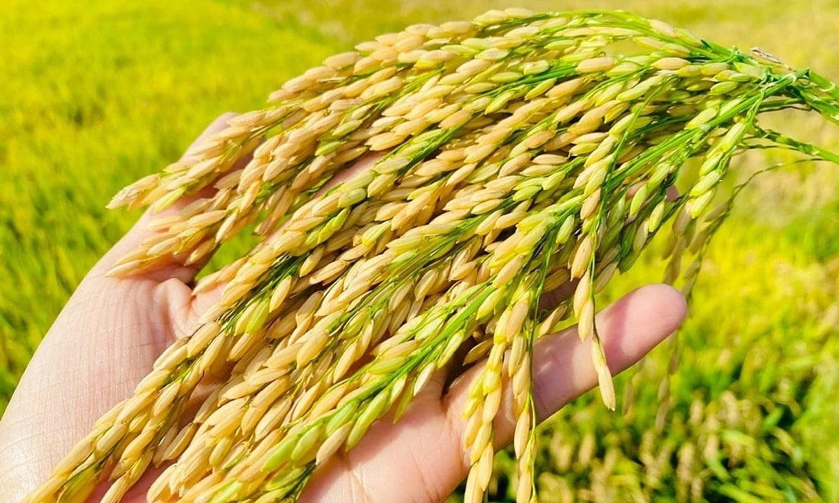 Giá lúa gạo ngày 8/7: Lúa tăng nhẹ, gạo nguyên liệu giảm