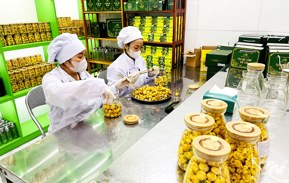 Sản xuất trà hoa vàng tại Công ty TNHH Hà Diệp (đứng chân trên địa bàn phường Đức Xuân).