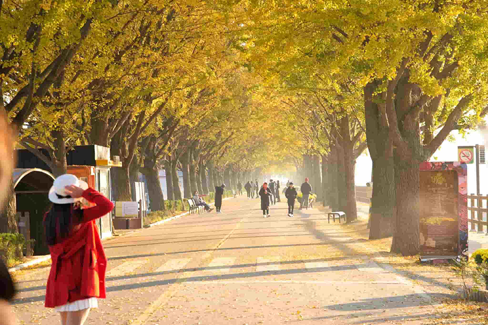 Viajes a Corea 2025: ¿Qué lugares son bonitos? ¿Qué comer? ¿Adónde ir?