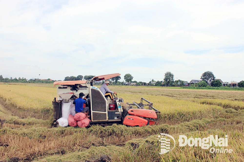 កសិករនៅឃុំ Tan Binh ជួលសេវាប្រមូលផលស្រូវ និងលក់ផលិតផលត្រឹមត្រូវតាមយ