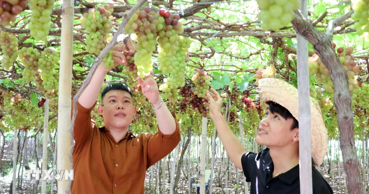 Researching 230 new grape varieties, Khanh Hoa expands high-quality grape growing area