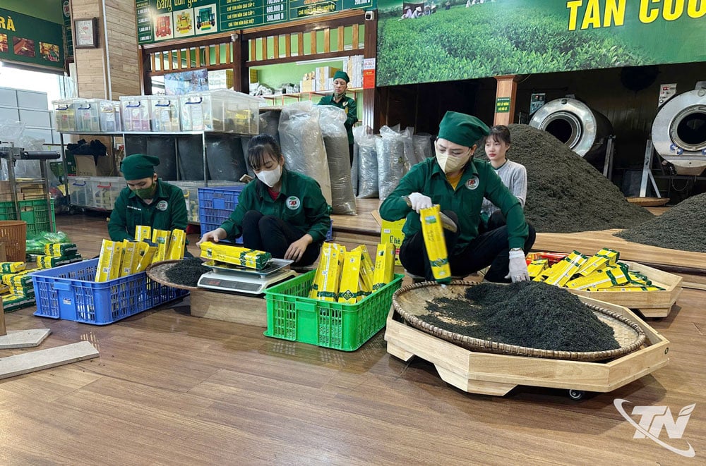  Từ sản xuất chè an toàn sẽ giúp cho sản phẩm đạt chất lượng, đạt tiêu chuẩn OCOP. Thái Nguyên hiện có 195 sản phẩm chè đạt tiêu chuẩn OCOP từ 3 đến 5 sao.