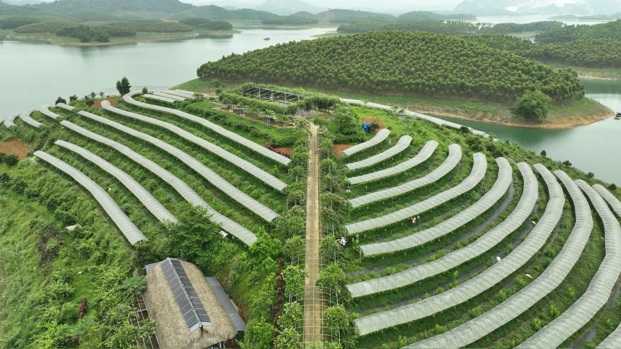 Khu vườn nho giữa hồ Thác Bà.