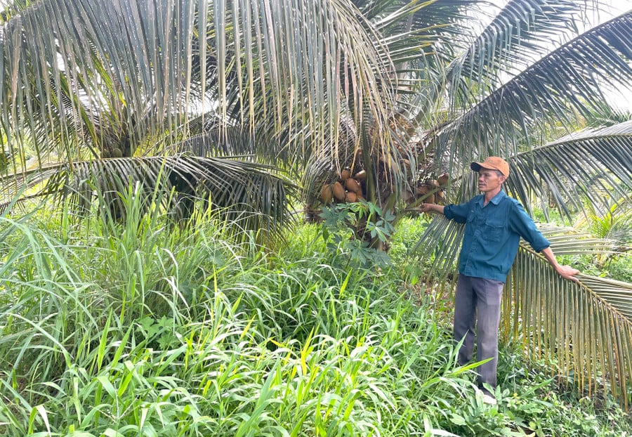 vuon-dua-rong-1-ha-voi-300-cay-cua-gia-dinh-anh-thiet-dang-phat-trien-tot-anh-van-ngoc.jpg