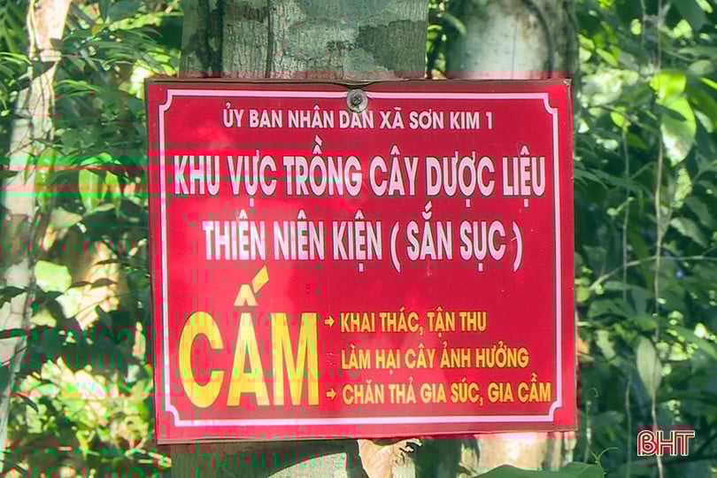 bqbht_br_thien-nien-kien-4.jpg