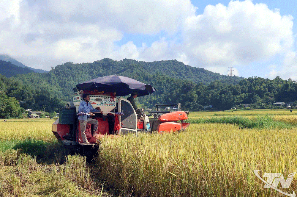 Northern communes focus on spring rice harvest