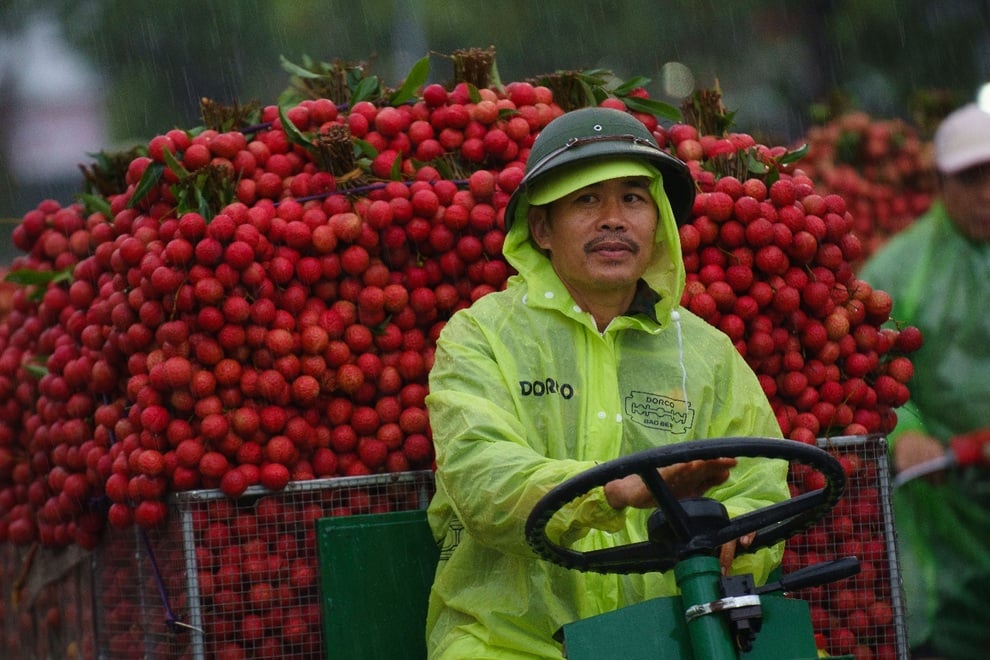 Cảnh tắc đường dài vài ki-lô-mét mùa vải thiều Lục Ngạn chín rộ ở Bắc Ninh - 2