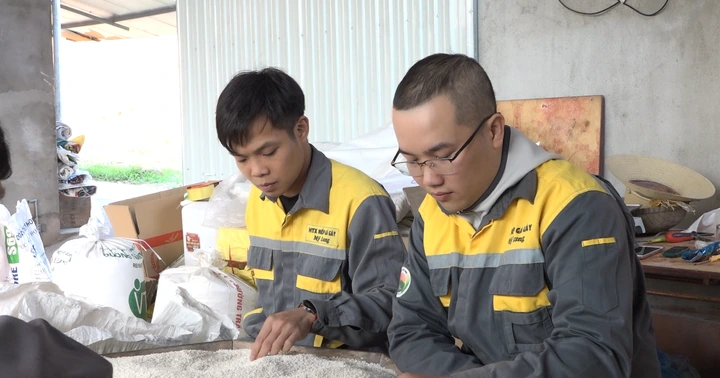 Xây dựng thương hiệu nếp Gà gáy Mỹ Lung