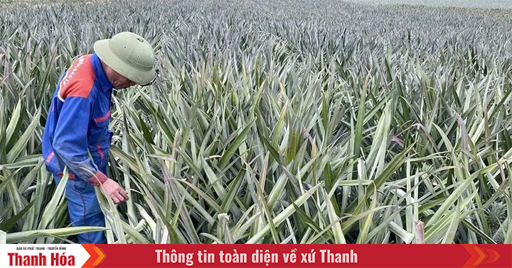Raw pineapple prices increase, businesses face difficulties