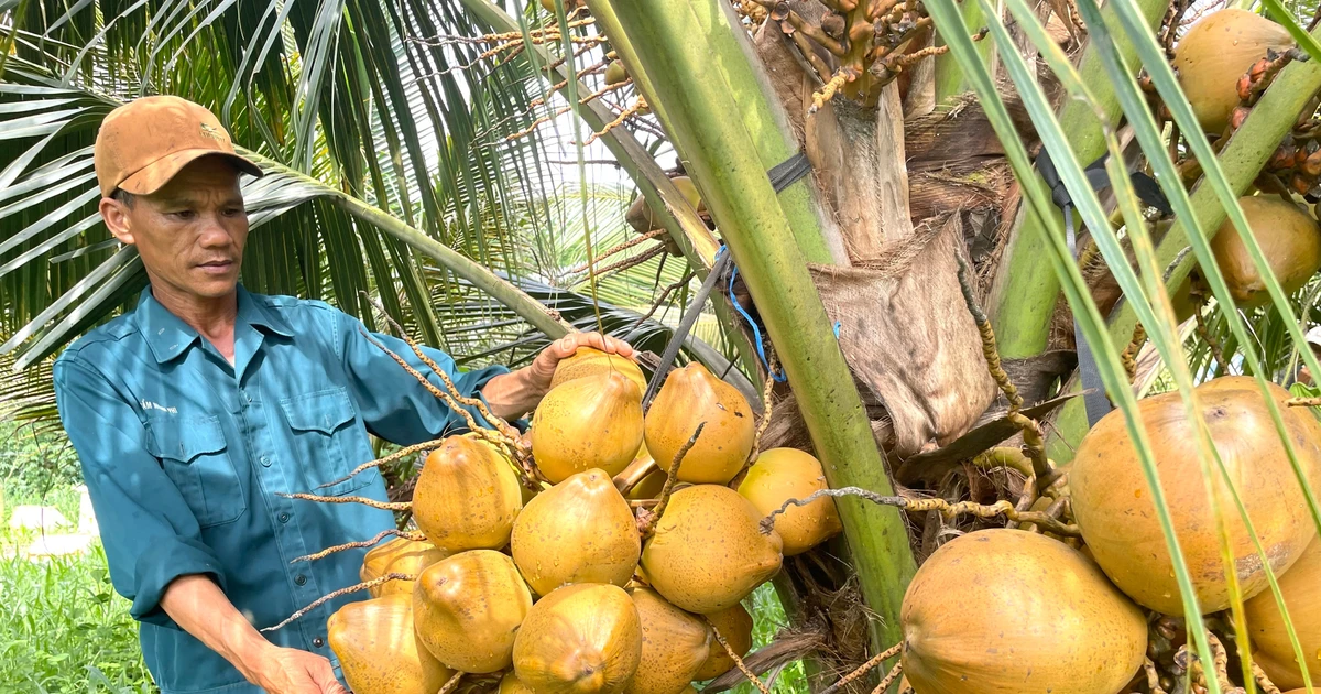 Coconut trees "have a relationship" with Ia Dom land