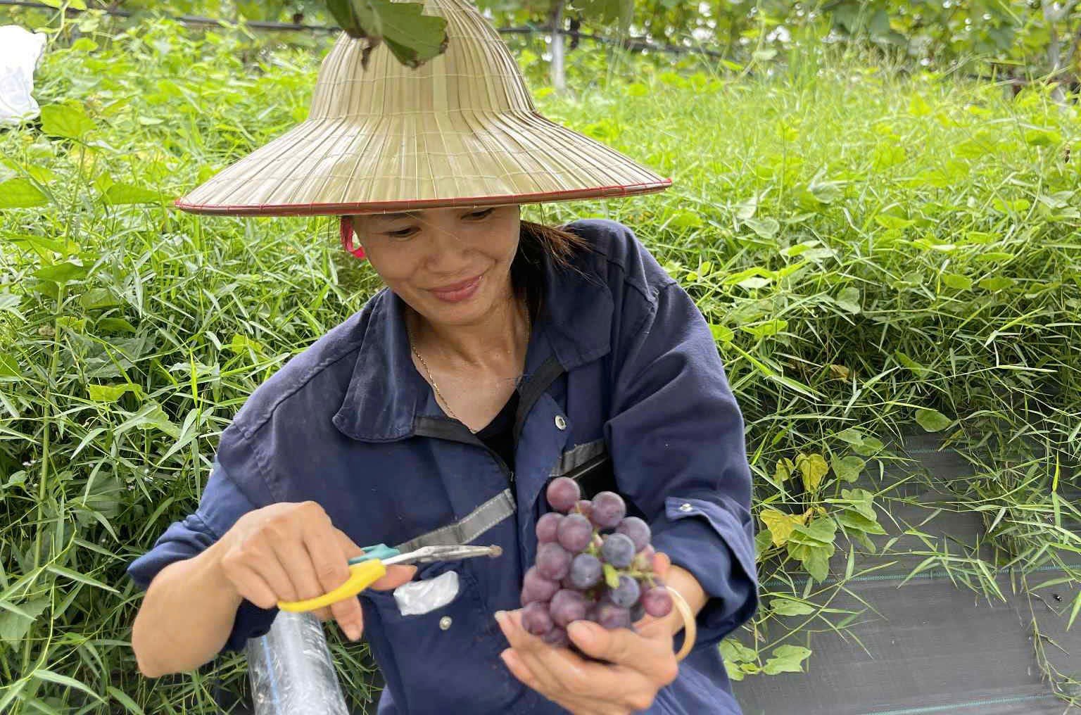 Cây nho mỗi năm sẽ cho ra quả 2 lần vào tháng 4 và tháng 10 hằng năm.