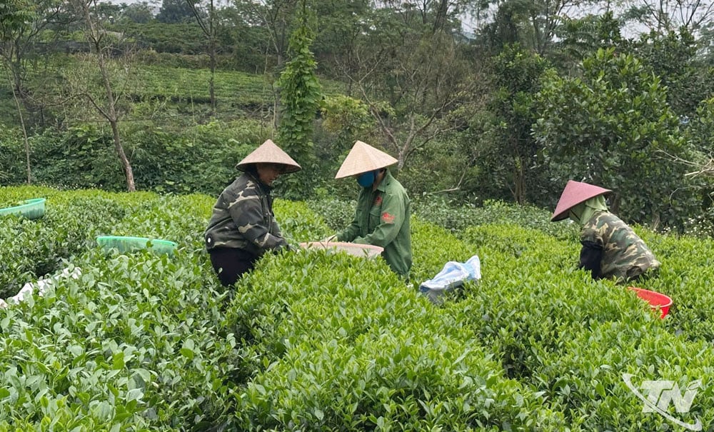Hiện nay, Thái Nguyên có trên 6.000ha chè đạt tiêu chuẩn VietGAP.